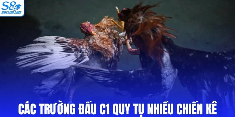 Các trường đấu C1 quy tụ nhiều chiến kê