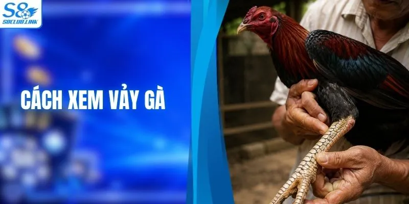 Cách Xem Vảy Gà Để Chọn Chiến Kê Tốt Cùng Chuyên Gia S8