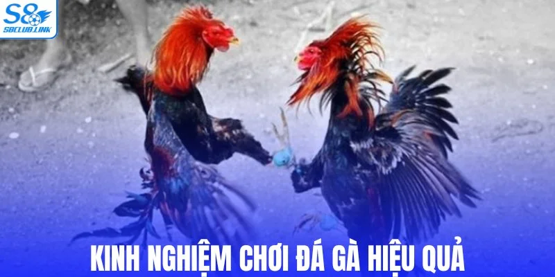 Kinh nghiệm chơi đá gà hiệu quả