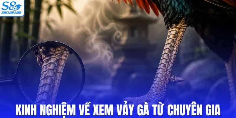 Kinh nghiệm về xem vảy gà từ chuyên gia