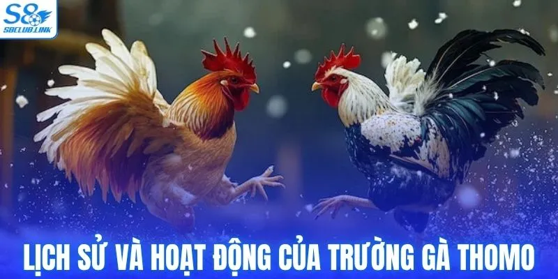 Lịch sử và hoạt động của trường gà Thomo