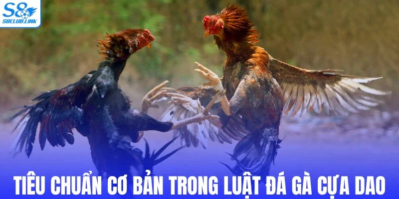 Những tiêu chuẩn cơ bản trong luật đá gà cựa dao